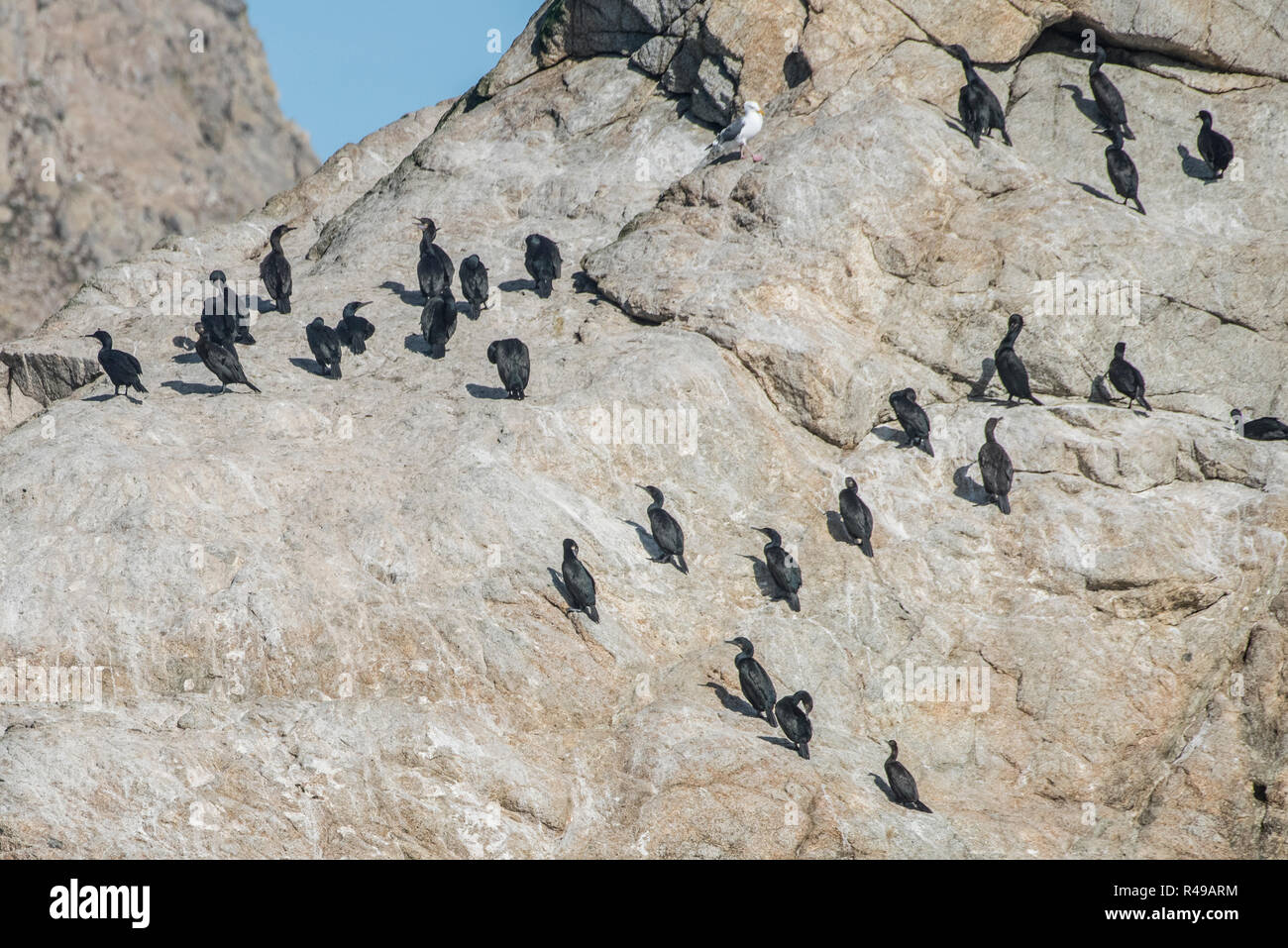 Brandt il cormorano (Phalacrocorax penicillatus) che rendono la loro casa sul ruvido paesaggio delle isole Farallon Nature Preserve nel Pacifico. Foto Stock