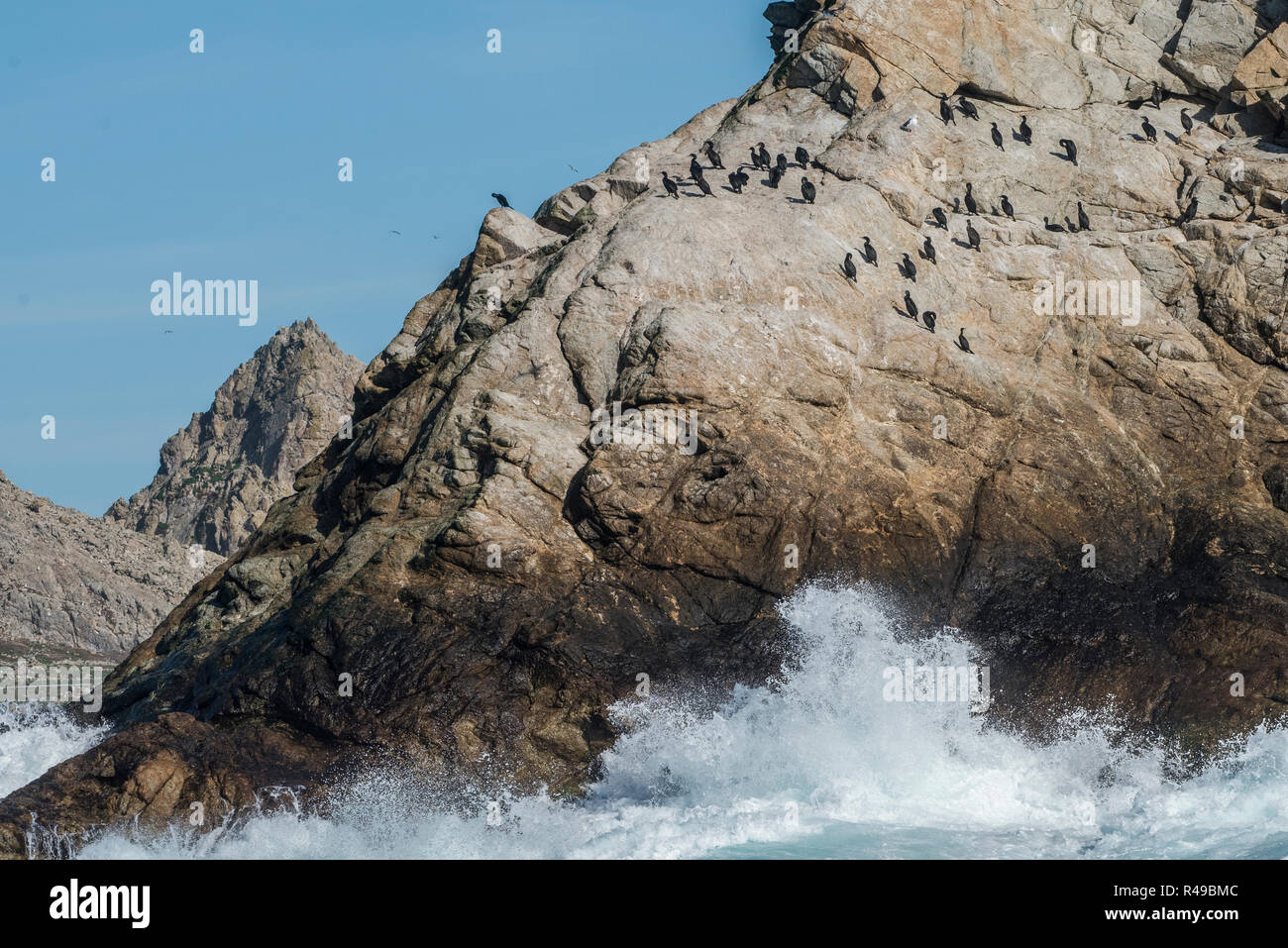 Brandt il cormorano (Phalacrocorax penicillatus) che rendono la loro casa sul ruvido paesaggio delle isole Farallon Nature Preserve nel Pacifico. Foto Stock