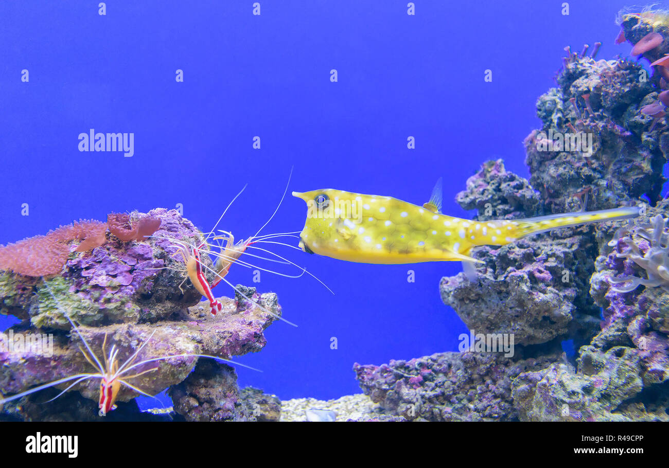 Boxfish giallo (lat. Ostracion cubicus) - Pesci di mare della famiglia unità tetraodontiformes kuzovkova Foto Stock