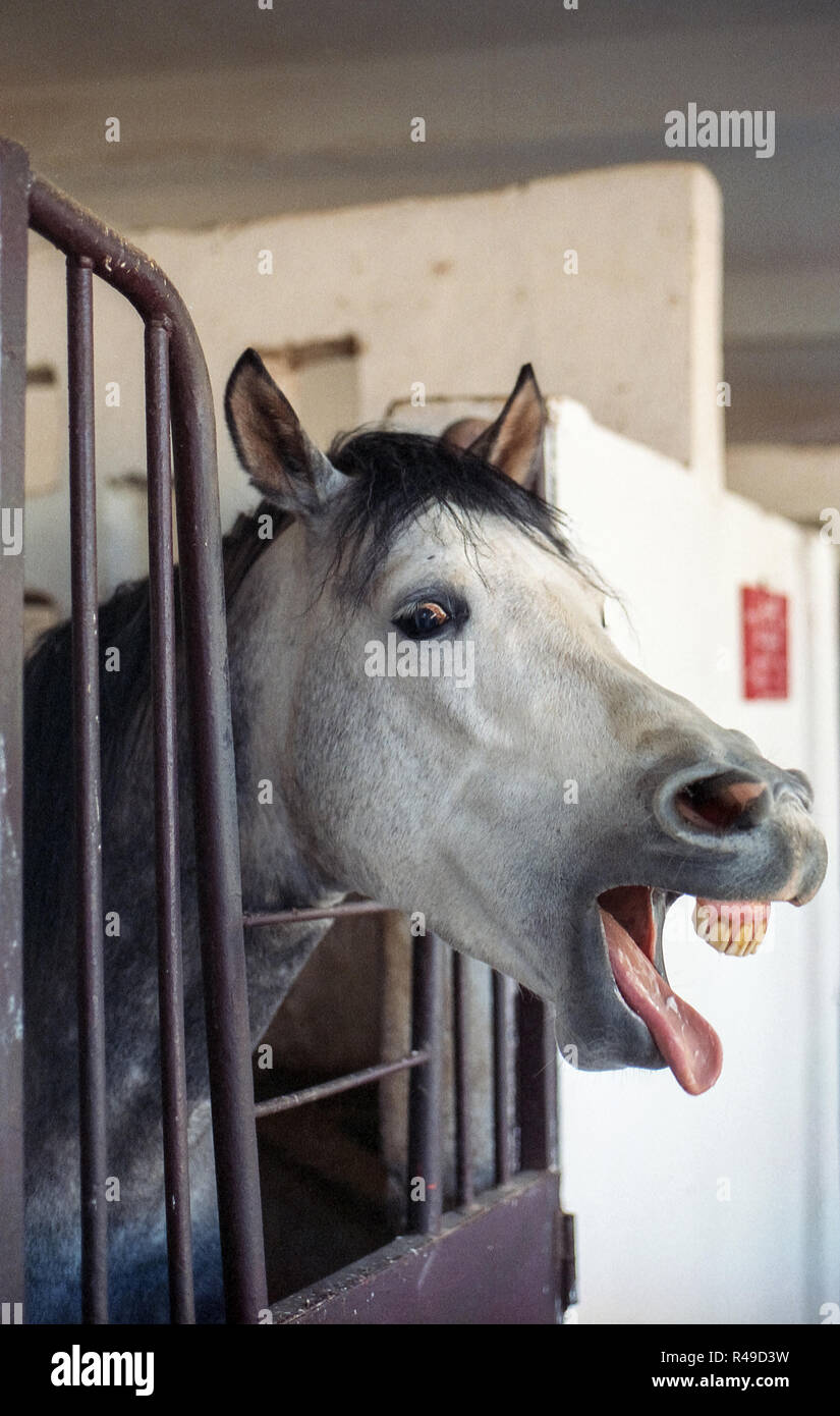 Il grigio e il cavallo bianco con il nero hairy principali spuntavano lingua mentre in piedi in stabile circondato da barre metalliche Foto Stock