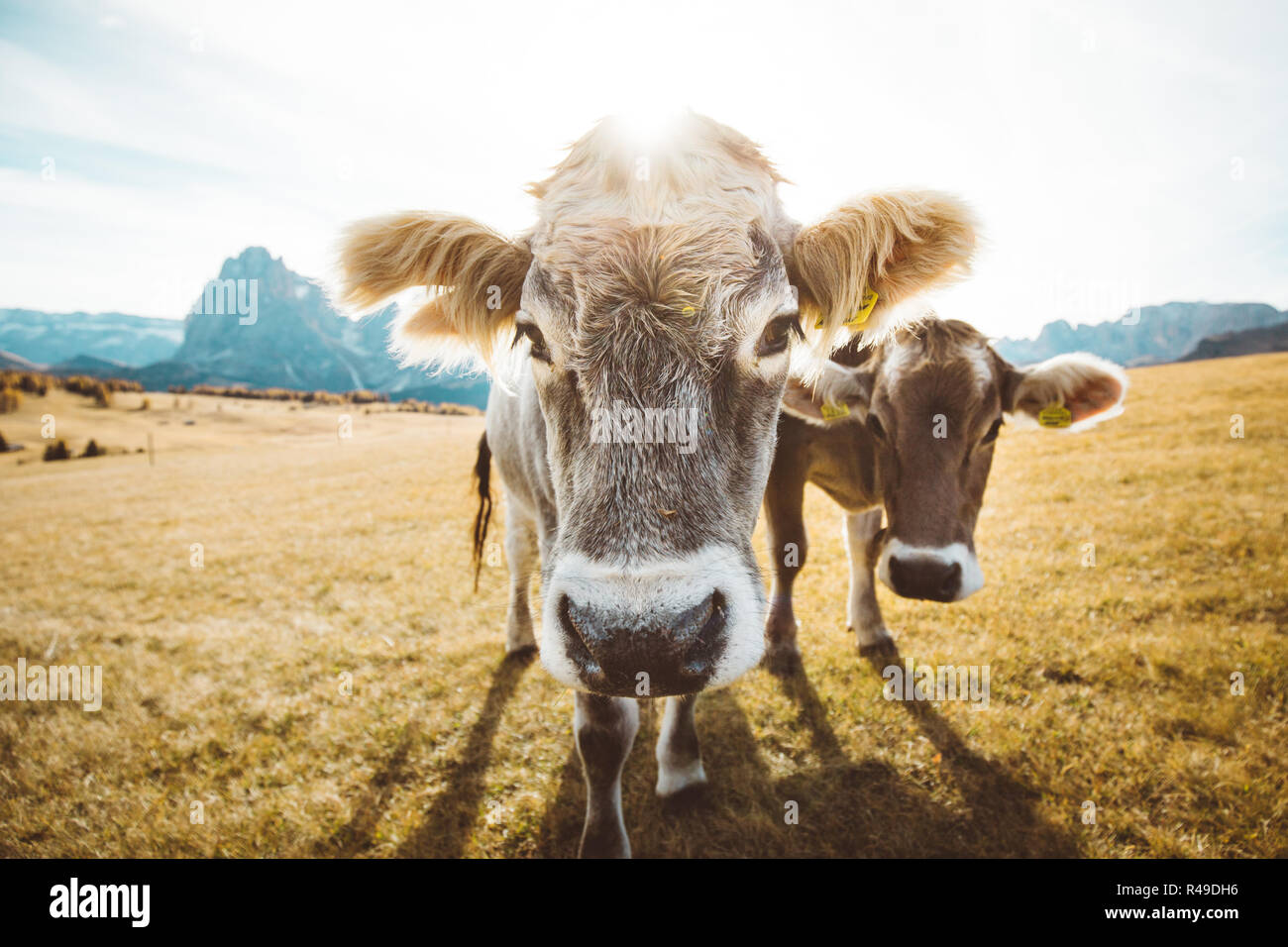 Funny ampio angolo di vista ingrandita di vacche su prati alpini fissando nella fotocamera, Alpe di Siusi Alto Adige - Italia Foto Stock