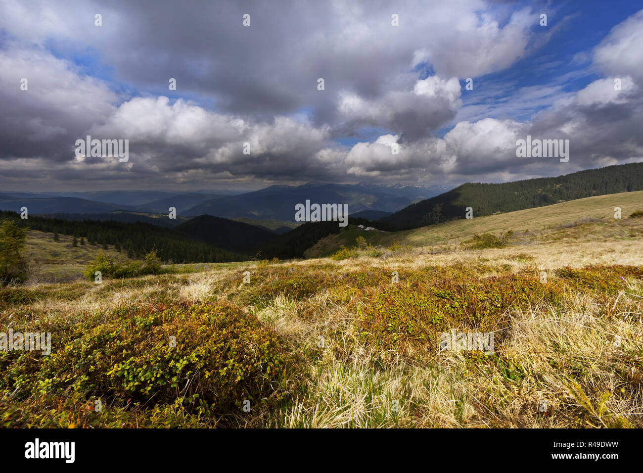 Erbe soleggiato sulla montagna alta pendenza Foto Stock