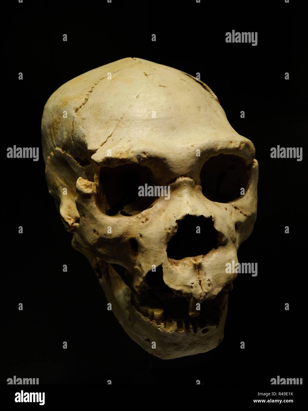 Homo Heidelbergensis. Cranio 5 e mandibola A-888 di un individuo adulto, chiamato Miguelon. Trovato nella Sima de los Huesos, Atapuerca (provincia di Burgos, Castiglia e Leon). Museo Archeologico Nazionale. Madrid. Spagna. Foto Stock