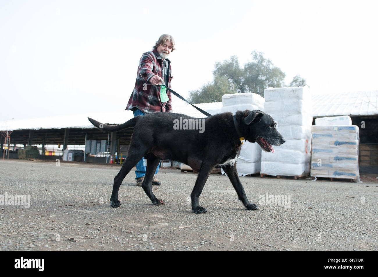 Gridley, California, Stati Uniti d'America. 25 Nov, 2018. Atmosfera presso la American Humane Society 'campo di fuoco " Rescue/Programma per gli alloggi presso la Butte Co Fiera il 25 novembre 2018 in Gridley, California. Foto: Mark McKenna/imageSPACE/MediaPunch Credito: MediaPunch Inc/Alamy Live News Foto Stock