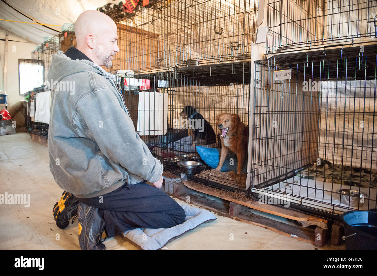 Gridley, California, Stati Uniti d'America. 25 Nov, 2018. Atmosfera presso la American Humane Society 'campo di fuoco " Rescue/Programma per gli alloggi presso la Butte Co Fiera il 25 novembre 2018 in Gridley, California. Foto: Mark McKenna/imageSPACE/MediaPunch Credito: MediaPunch Inc/Alamy Live News Foto Stock