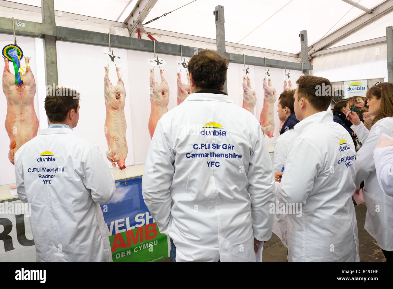 Royal Welsh Showground, Builth Wells, Powys, Wales, Regno Unito - Inverno Fiera - Lunedì 26 Novembre 2018 - Membri del Carmarthenshire giovani agricoltori Club studio display di agnello gallese - le carcasse di agnello gallese agricoltori faccia un momento di incertezza durante il processo Brexit con gran parte del loro prodotto che viene esportato - Photo Steven Maggio / Alamy Live News Foto Stock