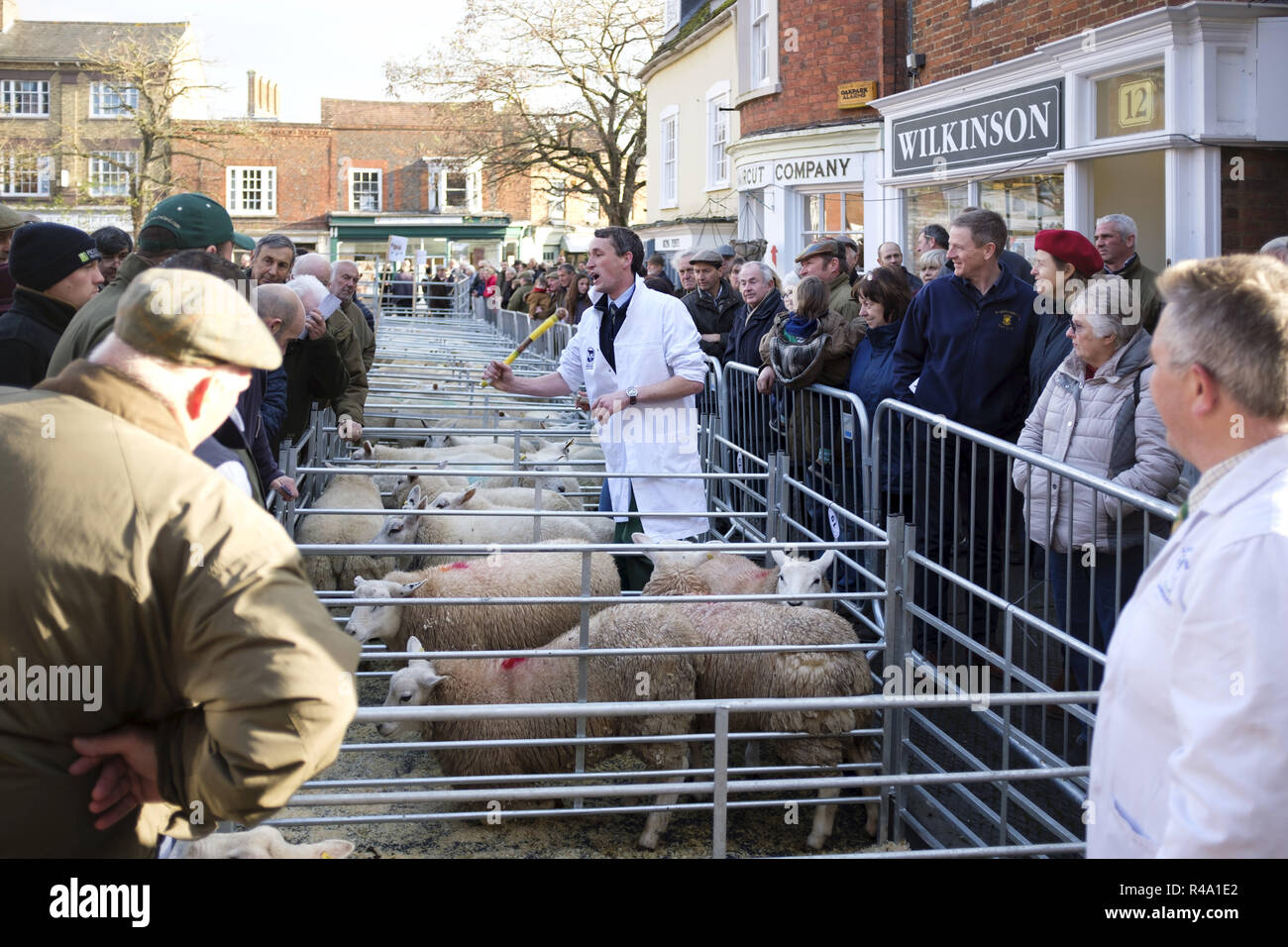 Winslow, Regno Unito - 26 novembre 2018. Le pecore sono venduti all'asta alla Winslow Primestock Show. La mostra è un evento annuale tenuto nella storica città mercato nel Buckinghamshire. Credito: Paolo Maguire/Alamy Live News Foto Stock