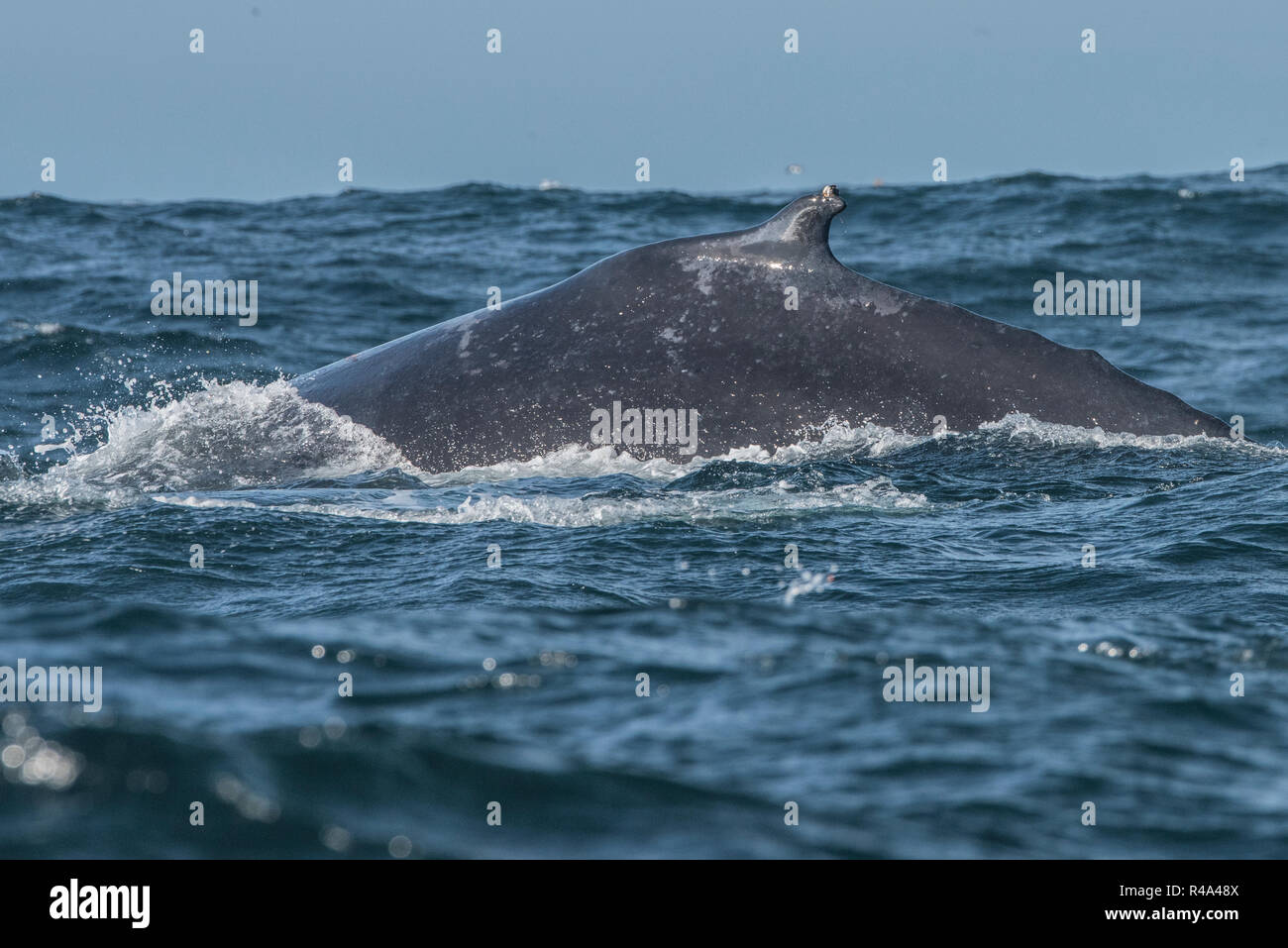 Un Humpback Whale brevemente le superfici nell'Farallon Islands National Marine Sanctuary al largo di San Francisco. Foto Stock