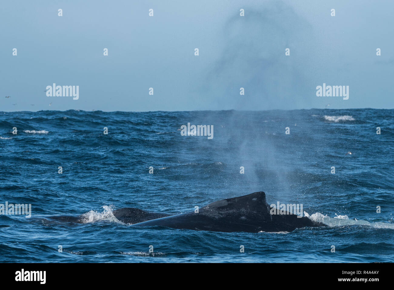 Un Humpback Whale superfici brevemente e invia un pennacchio di spruzzare in Farallon Islands National Marine Sanctuary al largo di San Francisco. Foto Stock