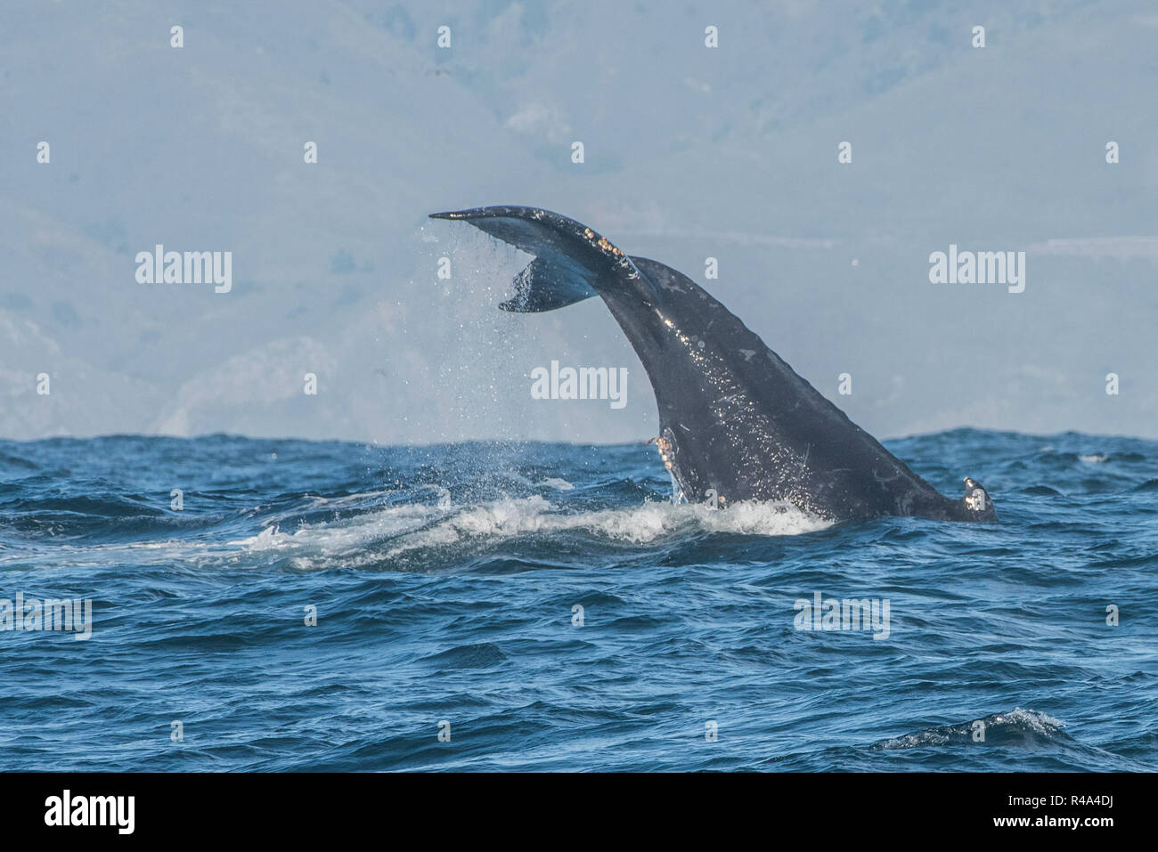 Un Humpback Whale impegnandosi in coda il comportamento di schiocco o lobtailing, una forma di comunicazione, al largo della costa della California. Foto Stock