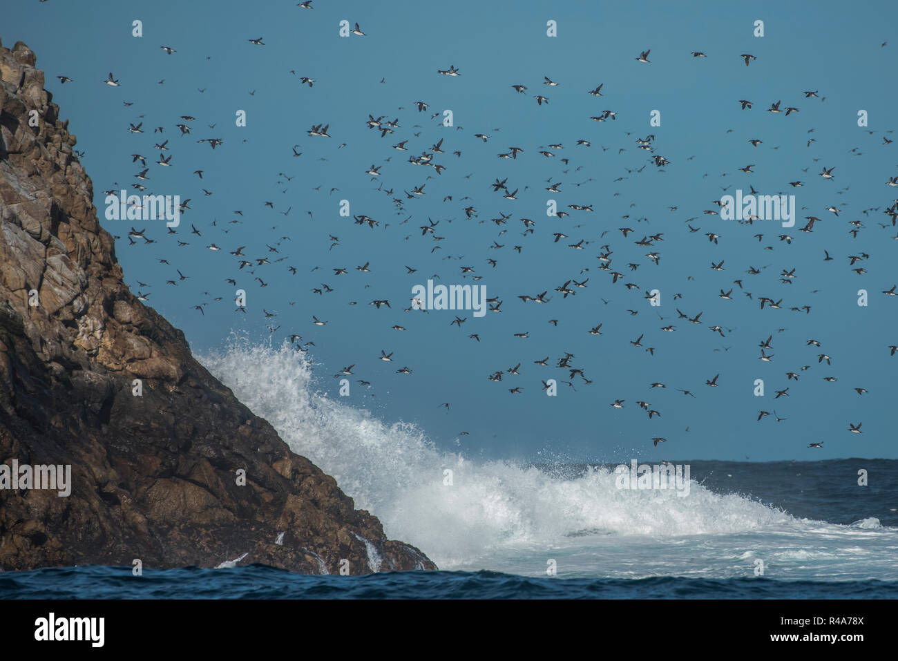 Murres comune volare oltre la ruvida acque dell'oceano all'Farallon isole al largo della costa della California. Foto Stock