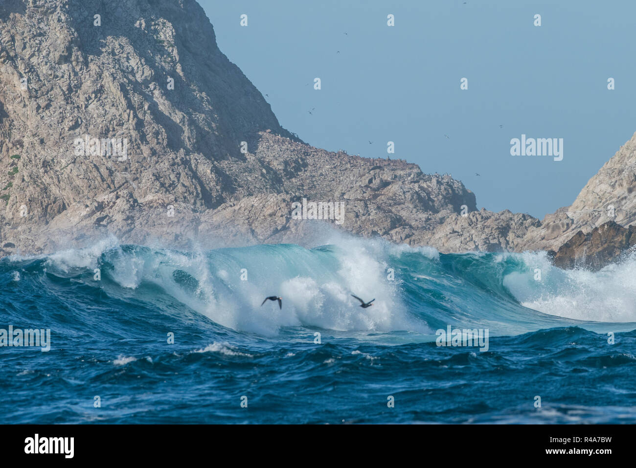 Riva del Farallon isole durante una tempesta di neve con grandi flutti e smashing contro il litorale. Foto Stock