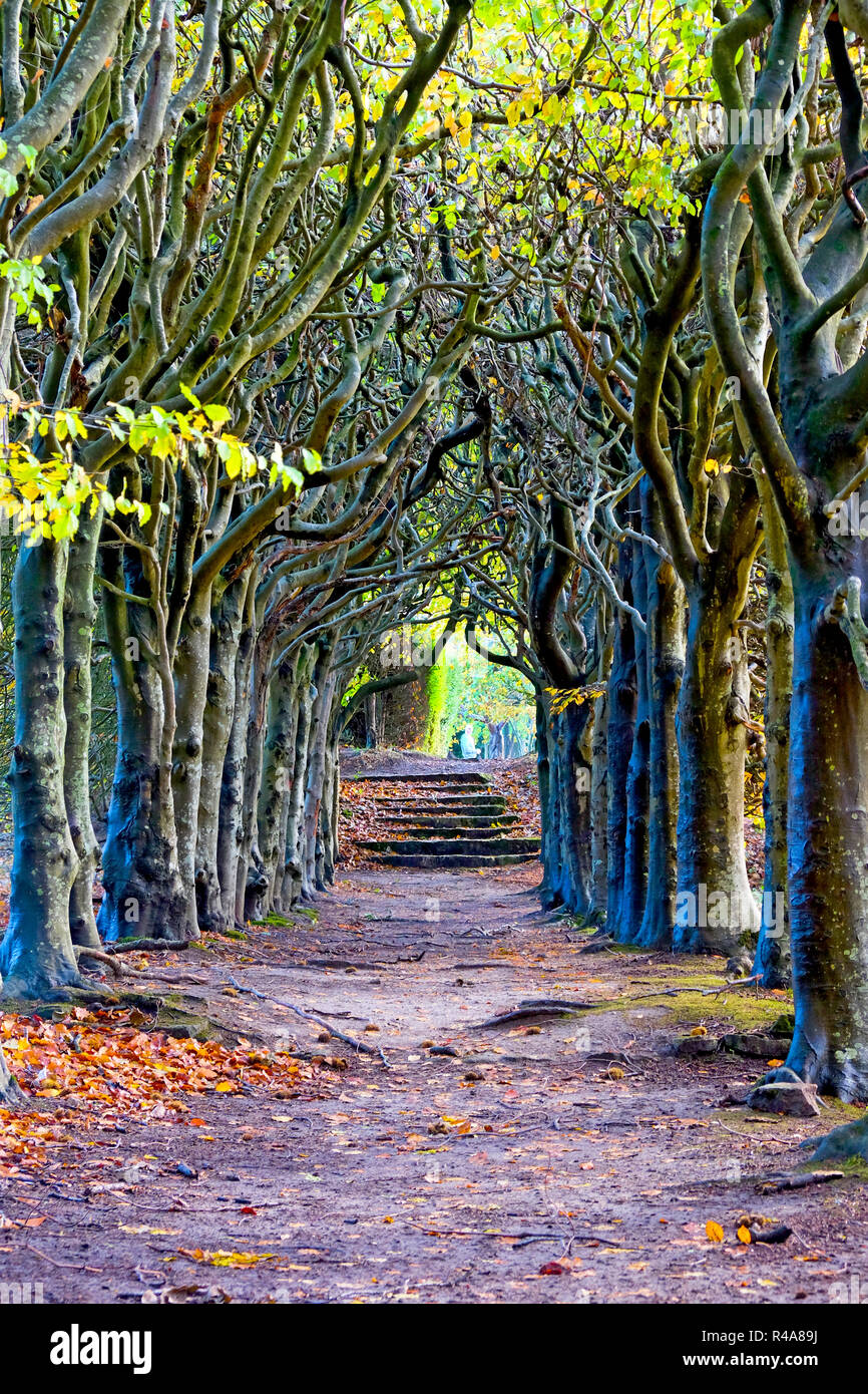 Guardando verso il centro di un viale alberato percorso, il treea sono una vecchia knarled la parte superiore degli alberi sono avvolti insieme formando un arco, è autunno Fal Foto Stock
