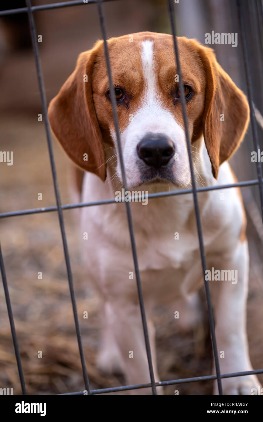 Close up di un cane beagle in gabbia, dietro le sbarre o recinzione Foto Stock