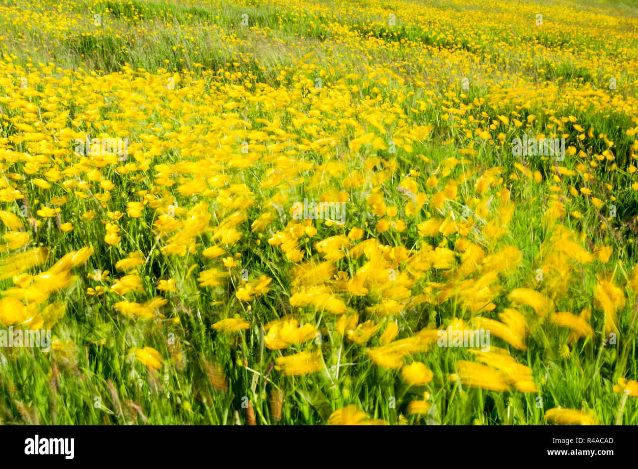 Campo pieno di renoncules e graminacee selvatiche soffiando intorno in una brezza primaverile creando un'impressionistica rappresentazione del movimento Foto Stock