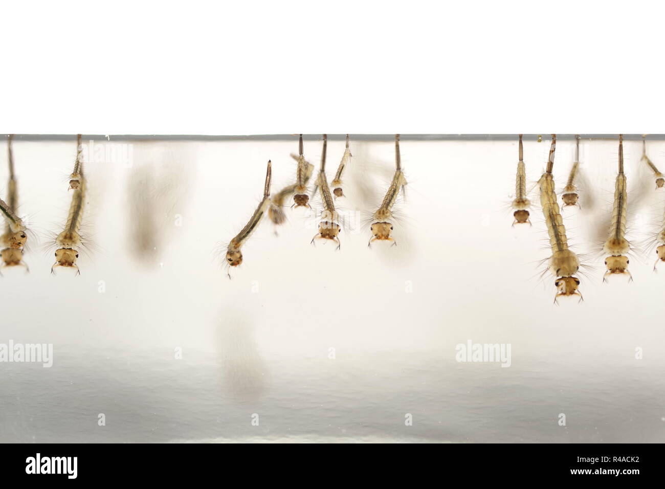 Zanzare larva in acqua Foto Stock