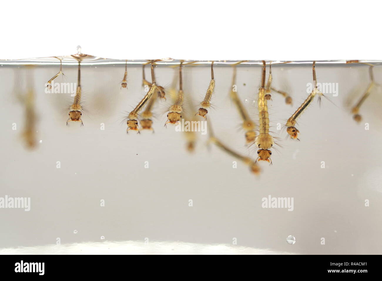 Zanzare larva in acqua Foto Stock