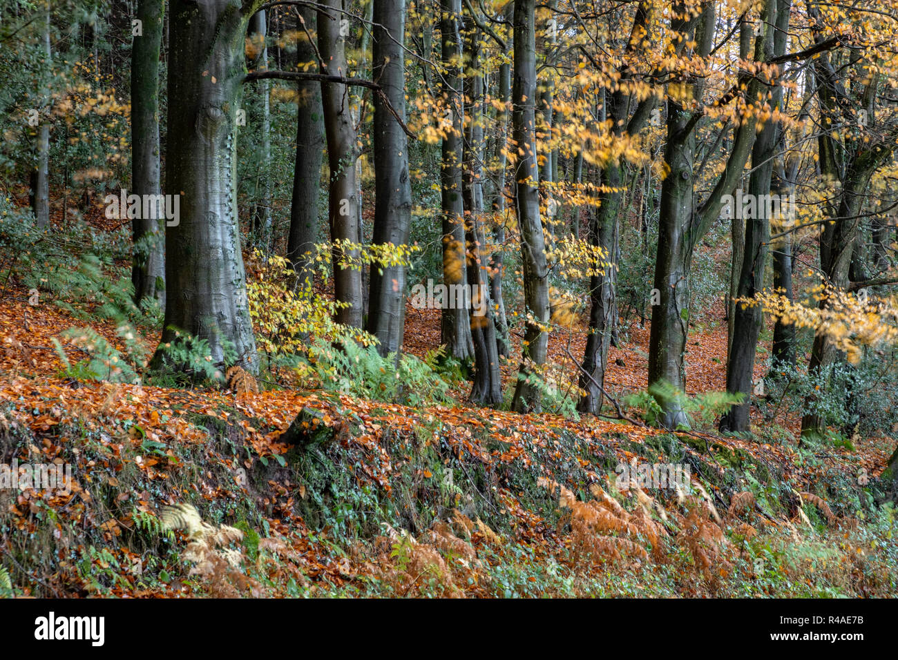Faggi effusione del loro foglie di autunno. Foto Stock