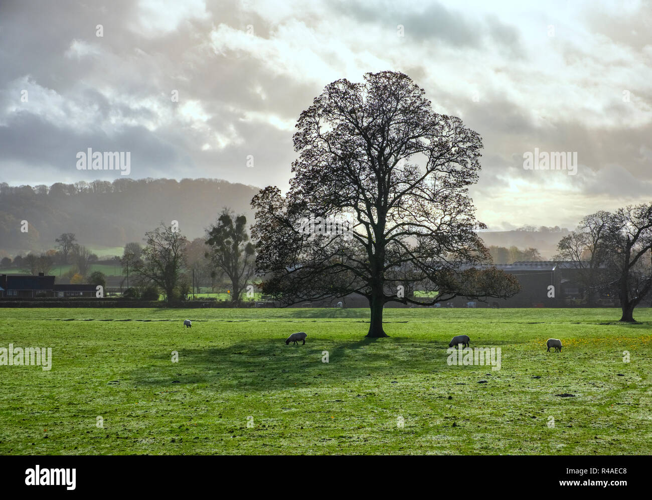 Pecore al pascolo in un campo nei pressi di Abergavenny, Galles del Sud. Foto Stock