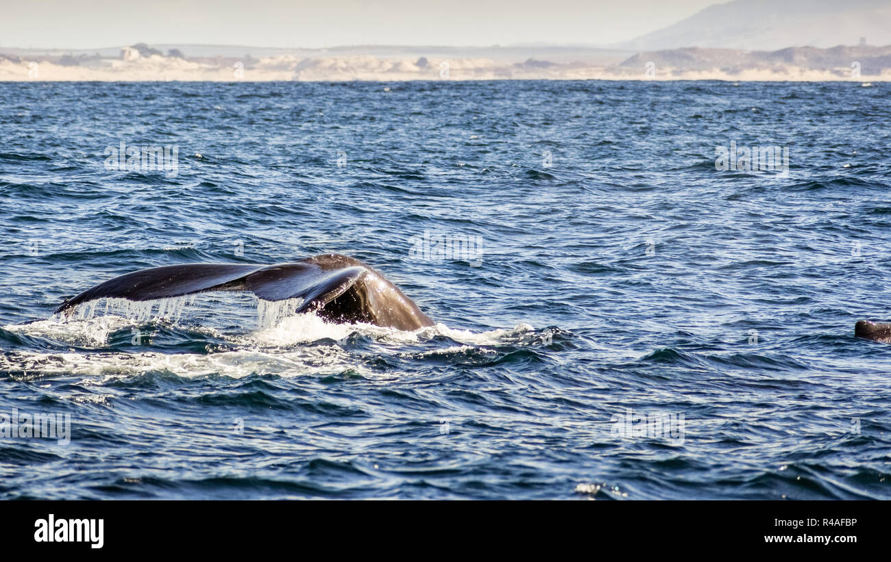 La coda di una megattera sollevato al di sopra del livello dell' acqua, baia di Monterey in California Foto Stock