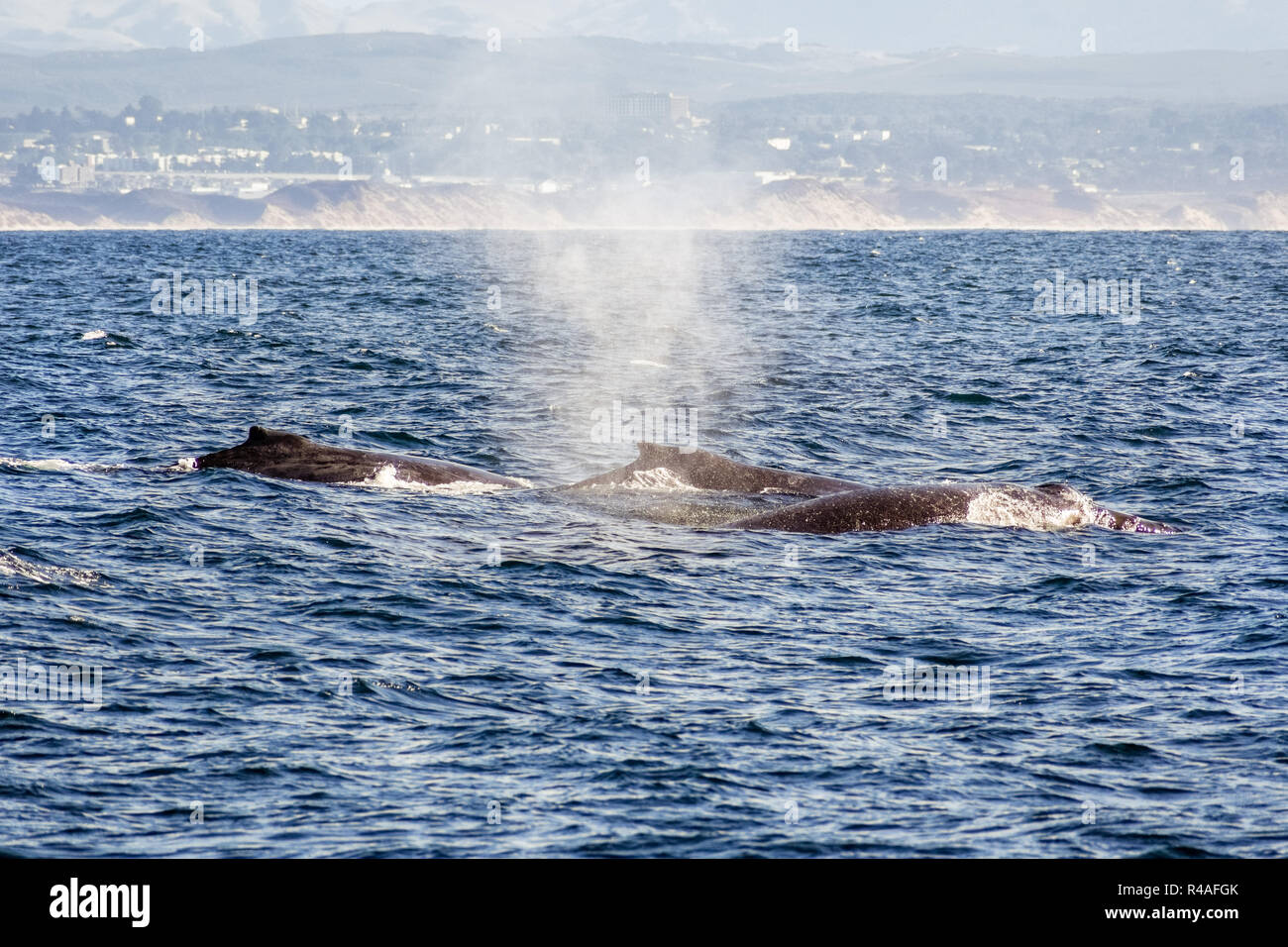 Un gruppo di balene nuotare nelle acque della baia di Monterey in California Foto Stock