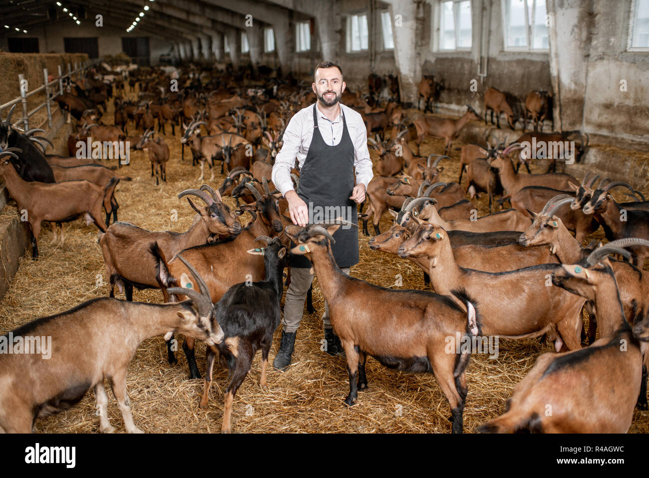 Bello il contadino avendo cura della bella capre di razza alpina nel grande stalla di latte di fattoria Foto Stock