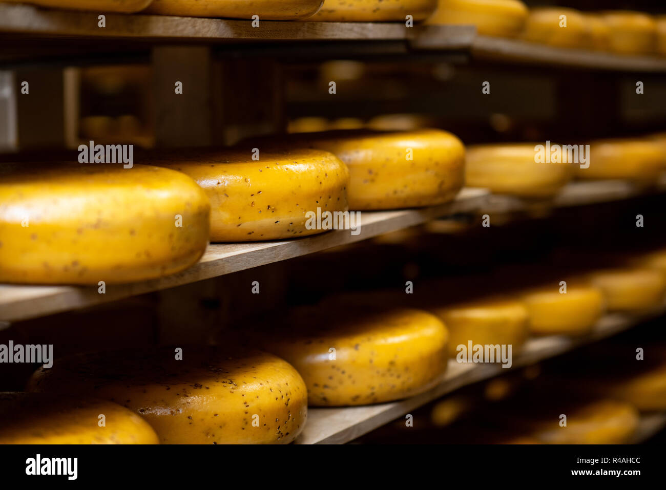 Ruote di formaggio sul ripiano del magazzino durante il processo di invecchiamento Foto Stock