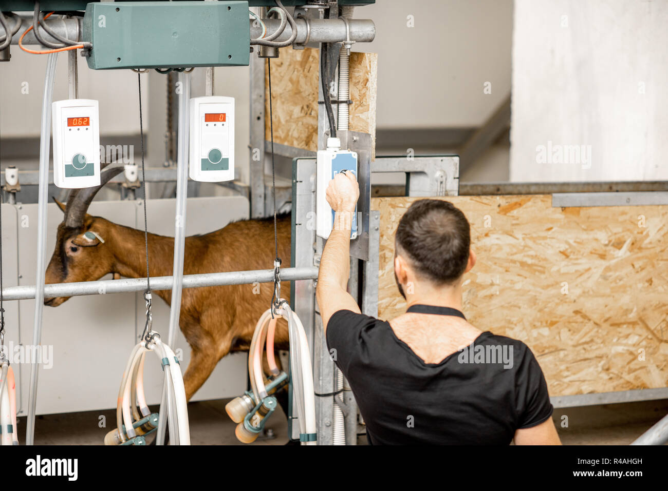 Lavoratore di sesso maschile il funzionamento della macchina durante il processo di mungitura presso la fattoria di capre Foto Stock