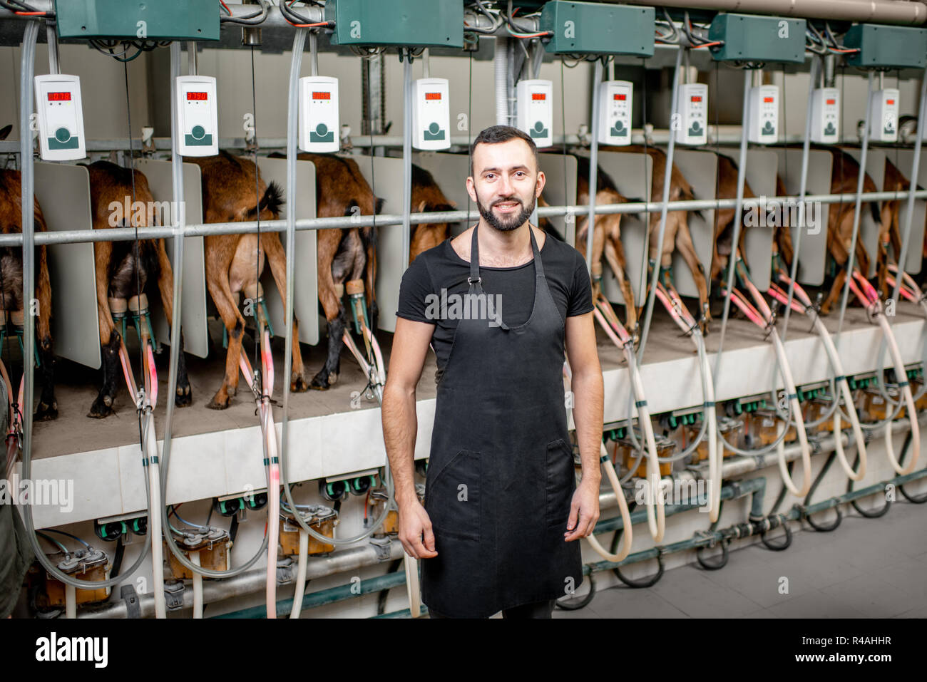 Lavoratore di sesso maschile il funzionamento della macchina durante il processo di mungitura presso la fattoria di capre Foto Stock