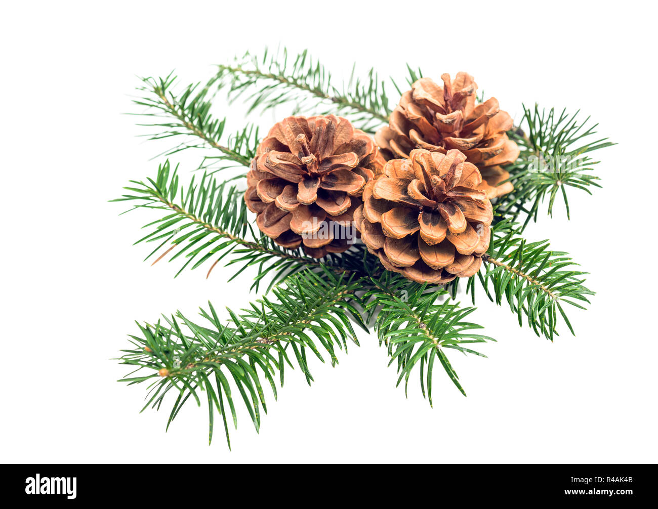 Ramo naturale di albero di Natale con i coni isolati su sfondo bianco Foto Stock