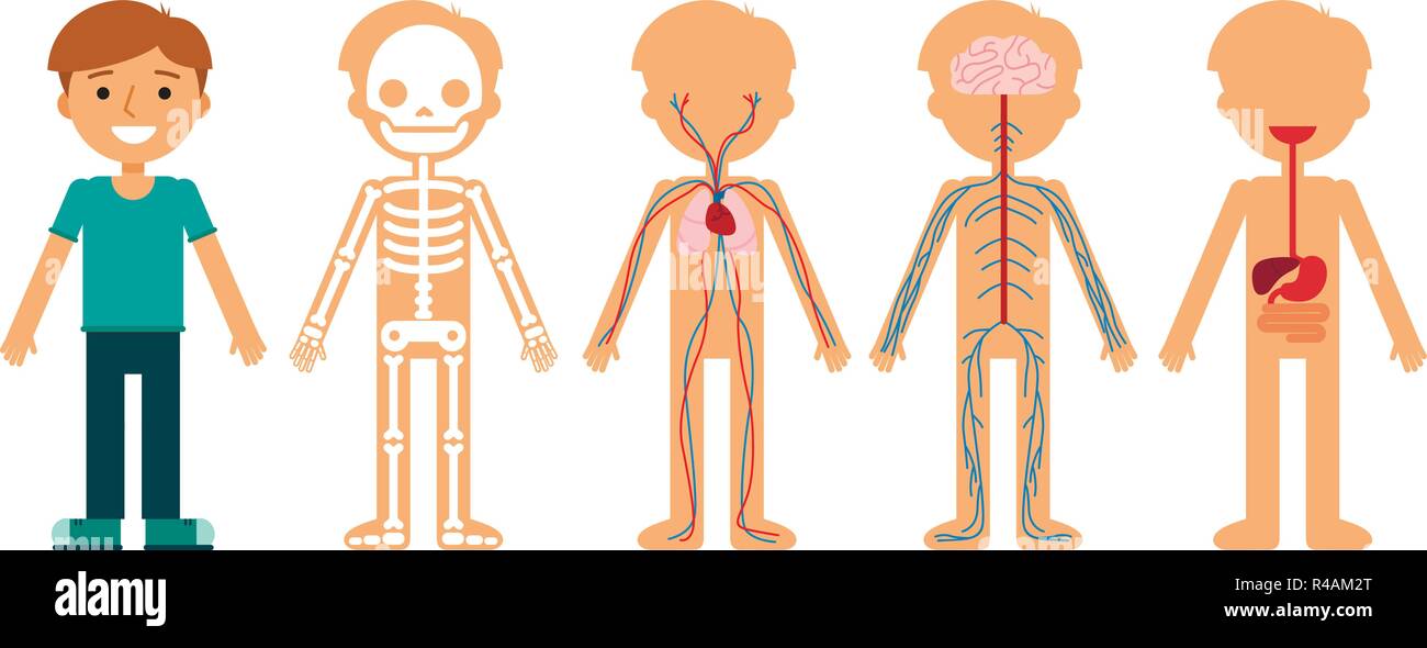 Sistema Del Corpo. L'anatomia Dei Bambini Poster Programmi Di Educazione  Medica Scheletrica Muscolare E Nervosa Circolatoria E Illustrazione  Vettoriale - Illustrazione di fumetto, digestione: 212755967