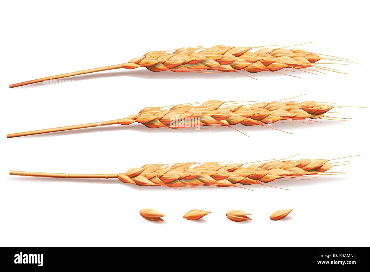 Realistico di frumento, di orzo, di riso o di avena elementi. orzo isolato su bianco per alimenti sani o agricoltura design. Vettore 3d'illustrazione. Illustrazione Vettoriale