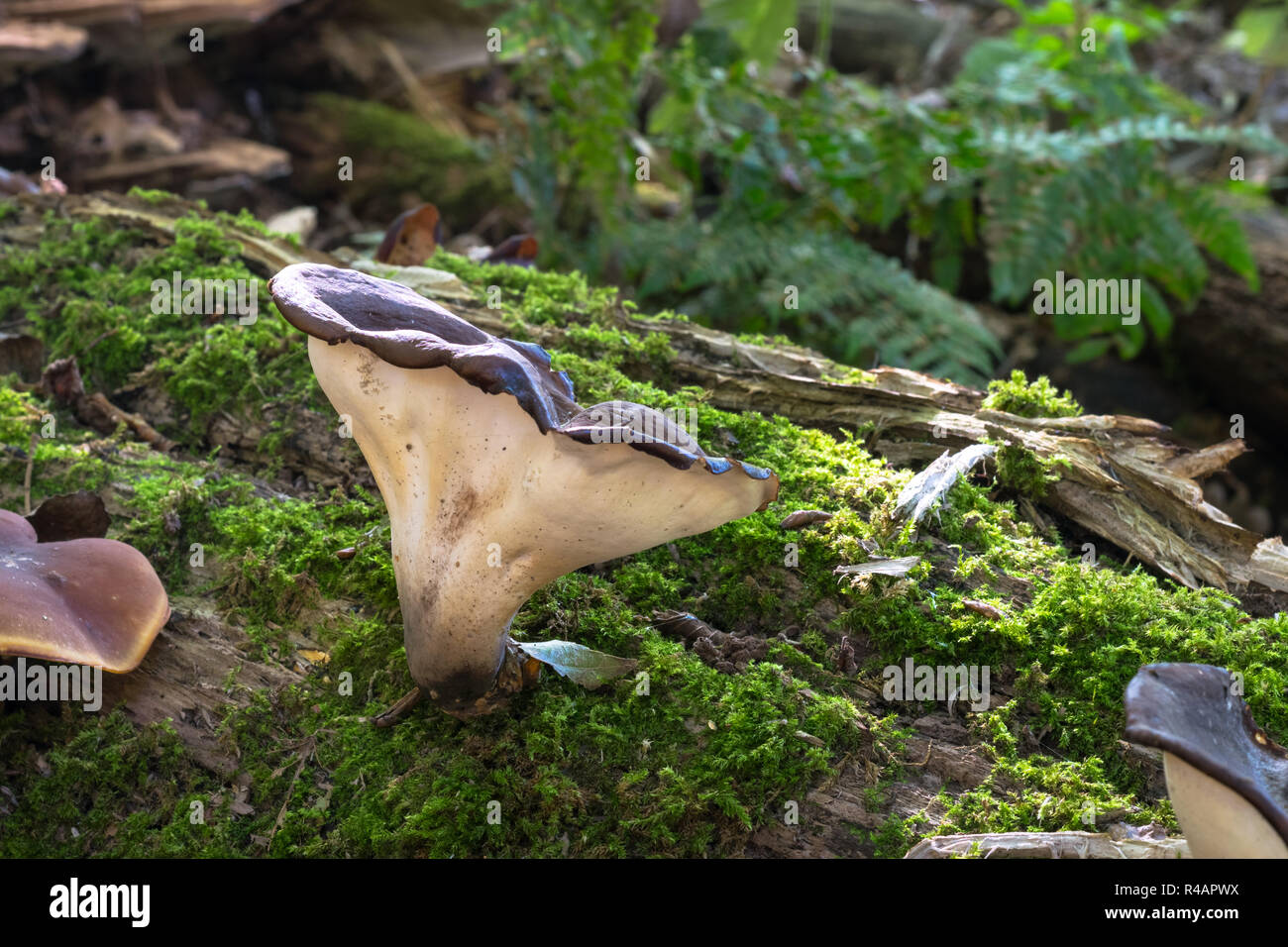 Fungo solitario crescente con moss sul tronco morto di un albero. Il sole splende in questo bellissimo scenario naturale della foresta. Foto Stock