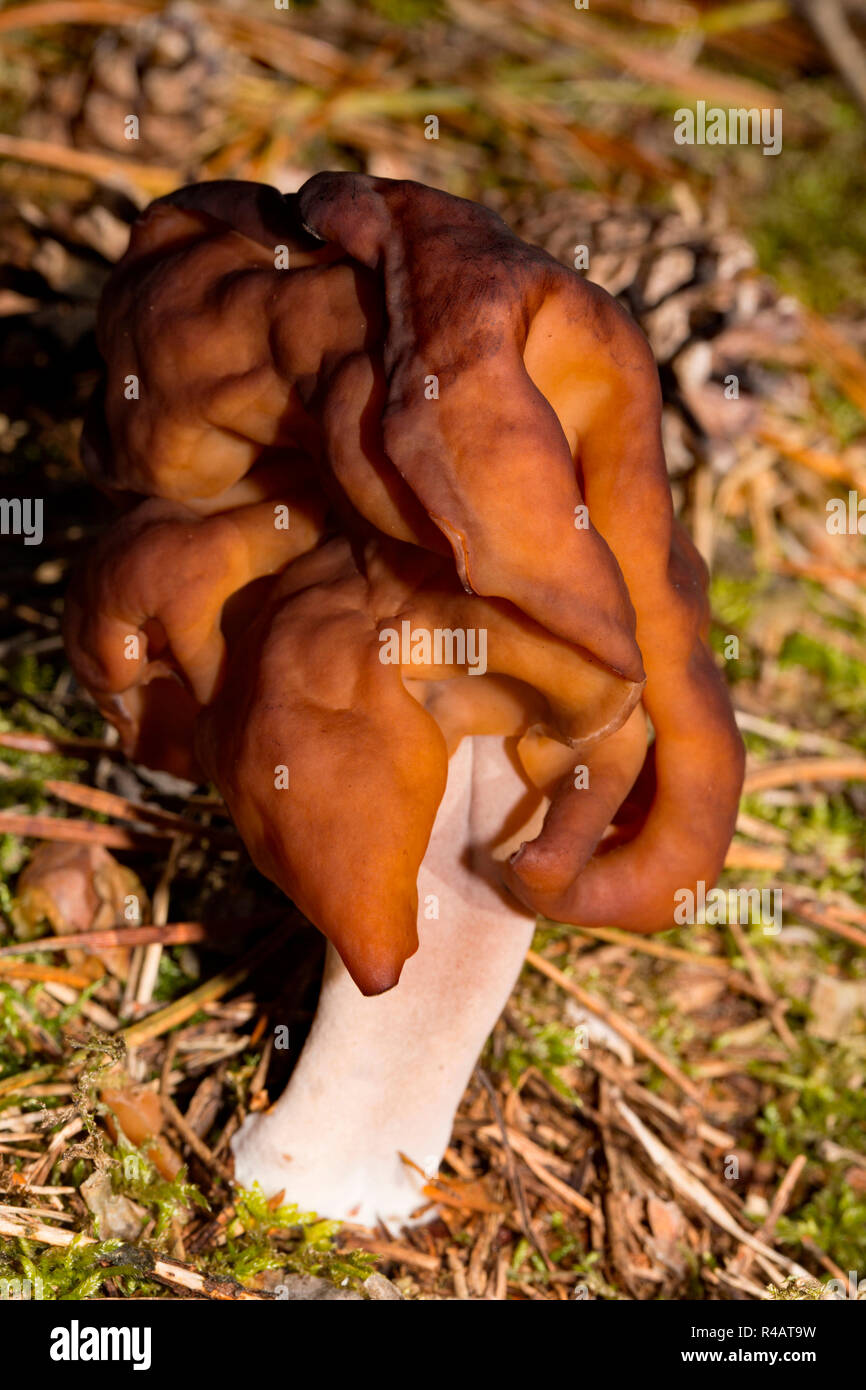 Incappucciati false morel, (Gyromitra infula) Foto Stock