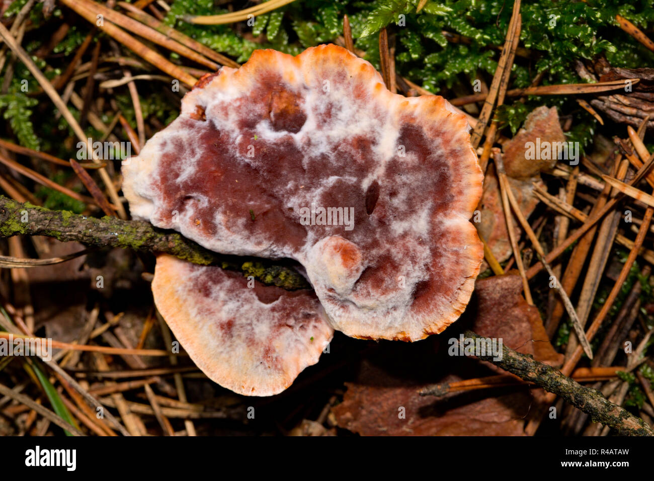 Rosso-dente di succo, (Hydnellum peckii) Foto Stock