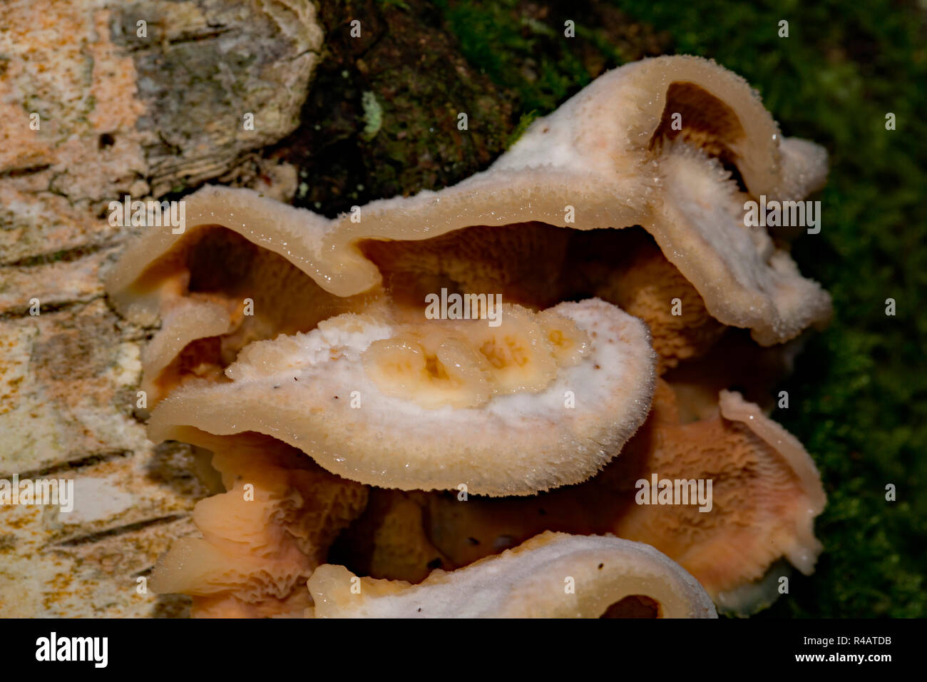 Woodcrust gelatinoso, (Merulius tremellosus) Foto Stock