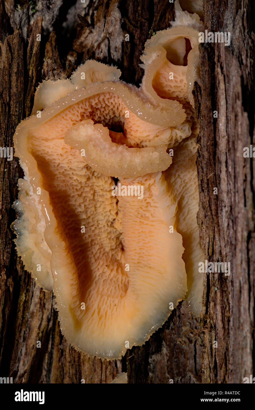 Woodcrust gelatinoso, (Merulius tremellosus) Foto Stock