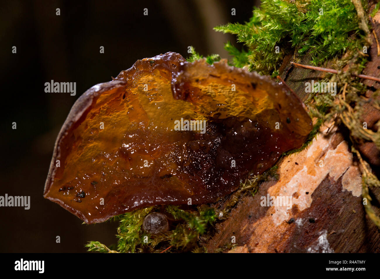 Giudeo l orecchio, (Auricularia padiglione auricolare-judae) Foto Stock