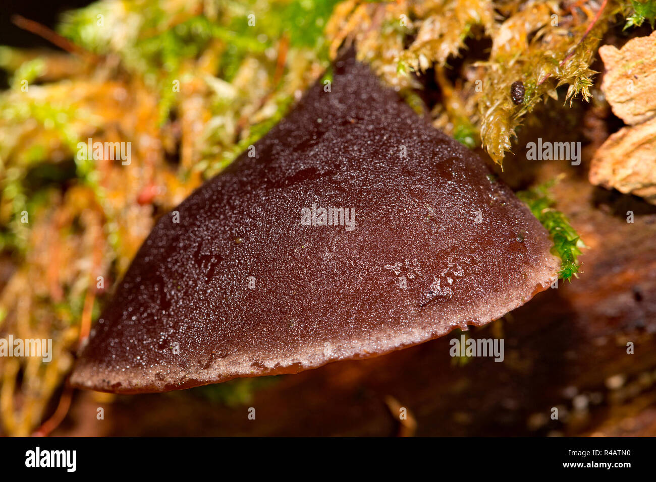 Giudeo l orecchio fungo (Auricularia padiglione auricolare-judae) Foto Stock