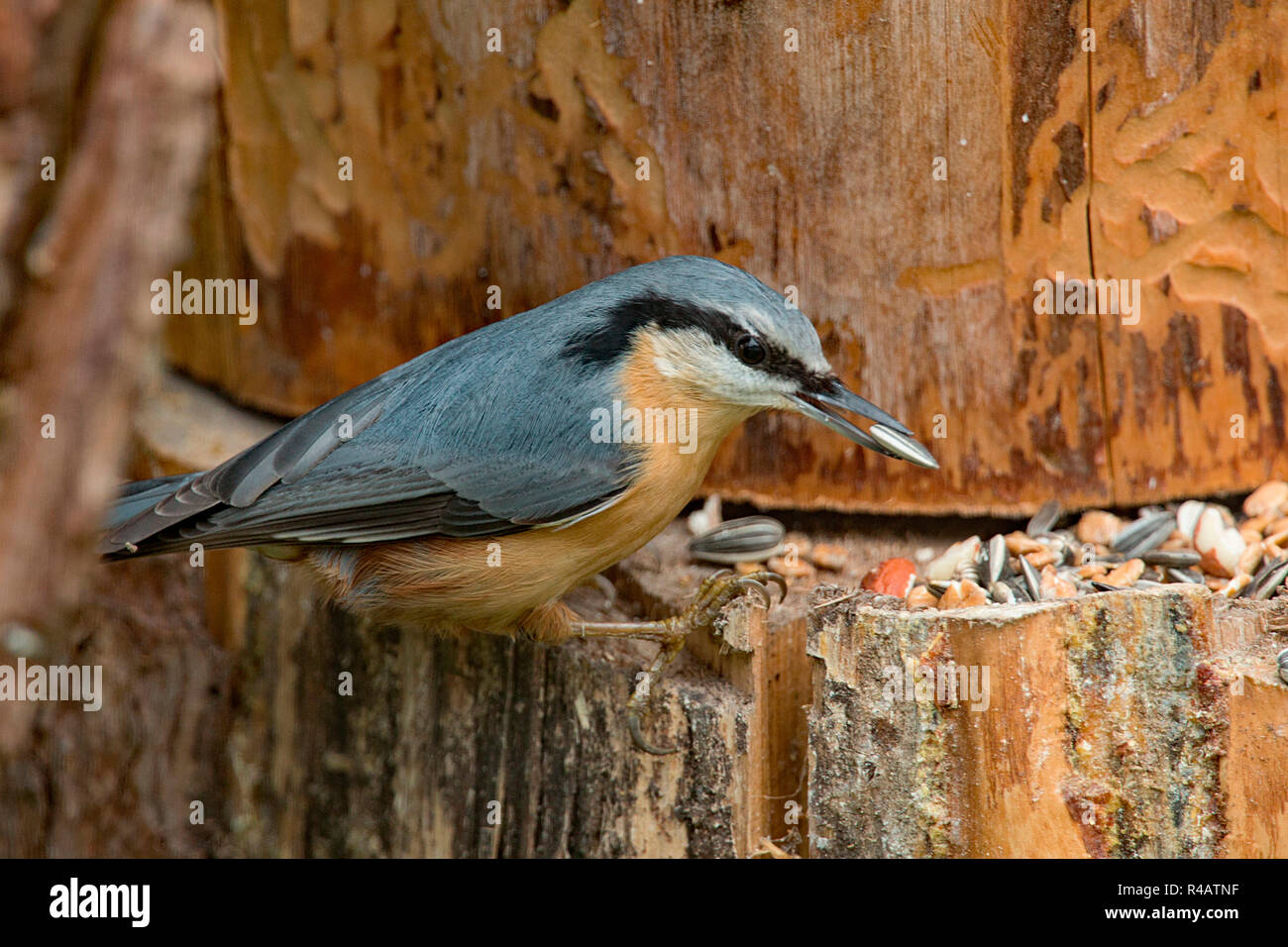 Eurasian picchio muratore, (Sitta europaea) Foto Stock