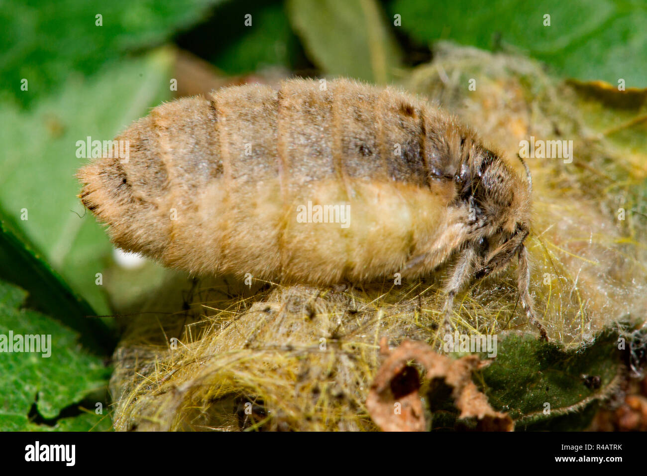 Rusty tussock moth, femmina, (Orgyia antiqua) Foto Stock