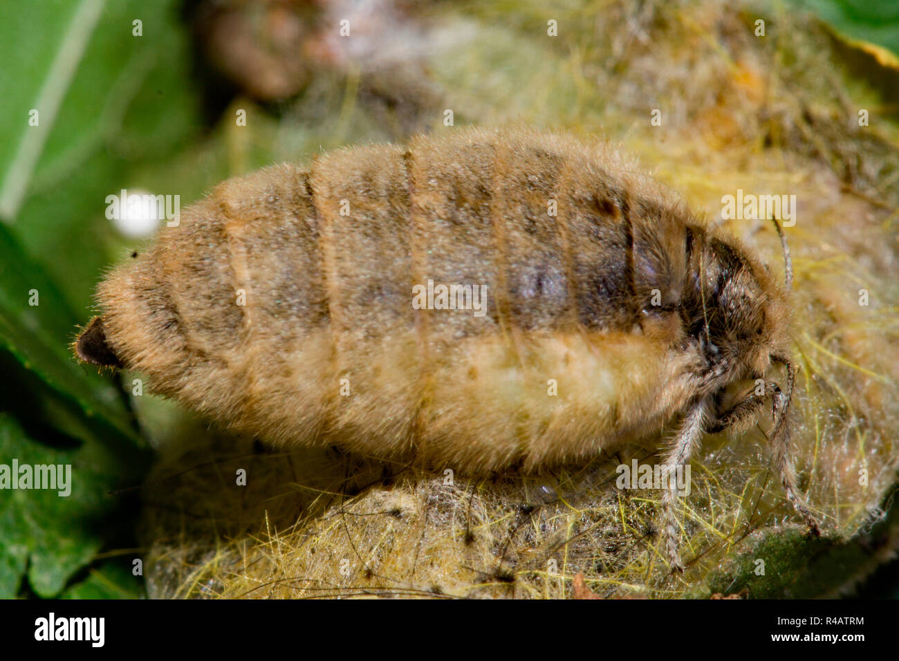 Rusty tussock moth, femmina, (Orgyia antiqua) Foto Stock