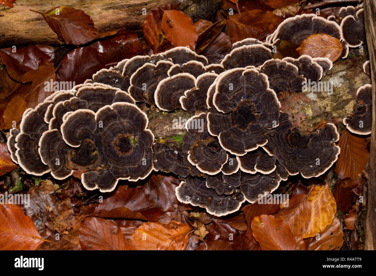 La Turchia di coda, funghi (Trametes versicolor) Foto Stock