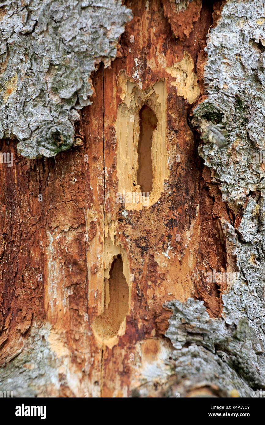 Picchio rosso maggiore, distrutto tree, Germania, Europa (Dendrocopos major) Foto Stock