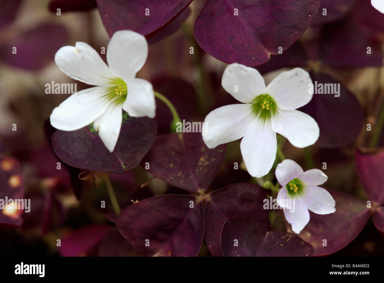 Viola shamrock, Germania, Europa (Oxalis triangularis) Foto Stock
