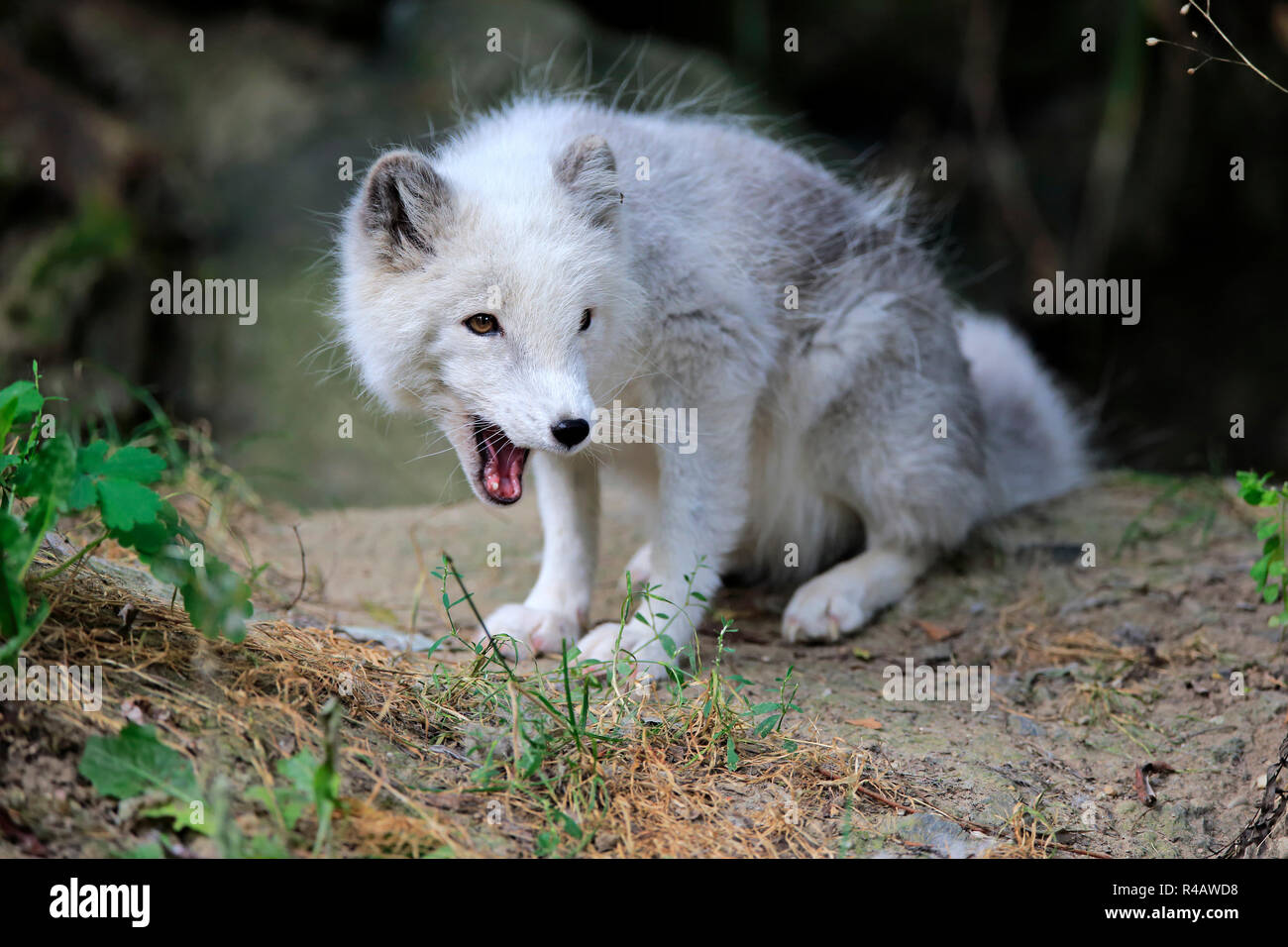 Arctic Fox, Nord America (Alopex lagopus) Foto Stock
