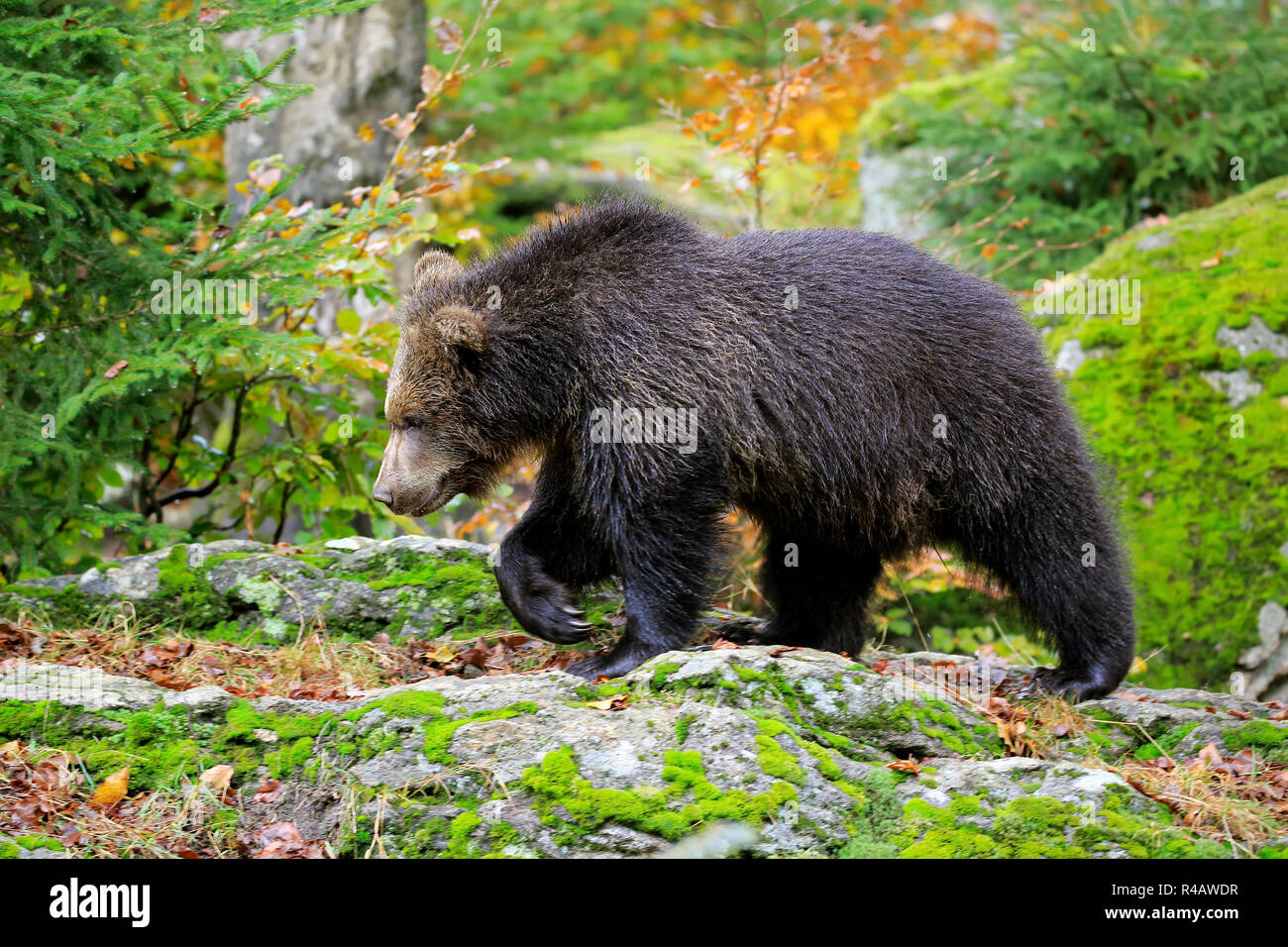 Eurasian orso bruno, giovani in autunno, il Parco Nazionale della Foresta Bavarese, Germania, Europa (Ursus arctos arctos) Foto Stock