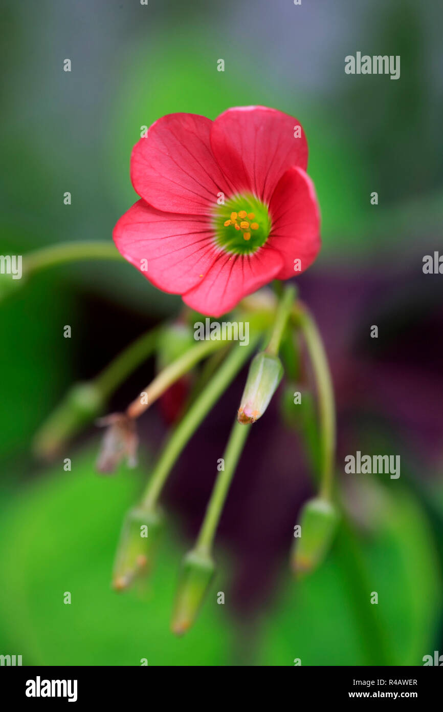 Buona fortuna Shamrock, Germania, Europa (Oxalis deppei) Foto Stock