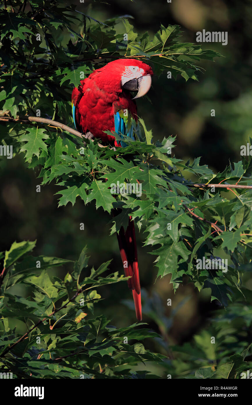 Rosso Blu e Verde Macaw, Sud America (Ara chloroptera) Foto Stock