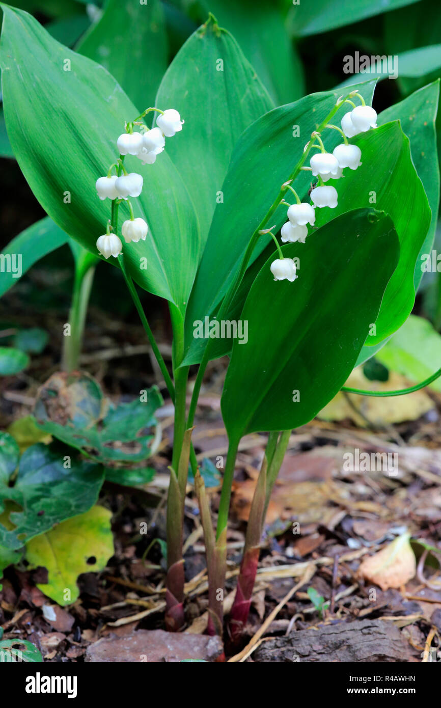 Il giglio della valle, Germania, Europa (convallaria majalis) Foto Stock